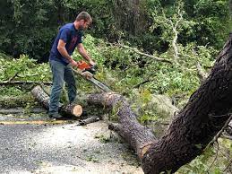 Trusted Amherst, OH  Tree Services Experts